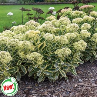 Frosted Fire Sedum Thumbnail
